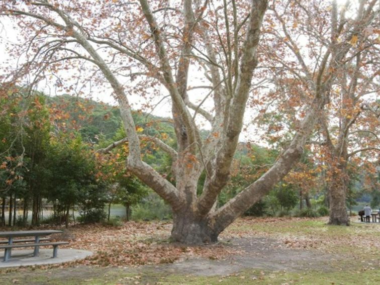 A picnic table under a large tree at Ironbark Flat picnic area in Royal National Park. Photo: Nick
