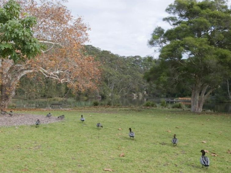 A row of ducks at Ironbark Flat picnic area in Royal National Park. Photo: Nick Cubbin &copy; OEH