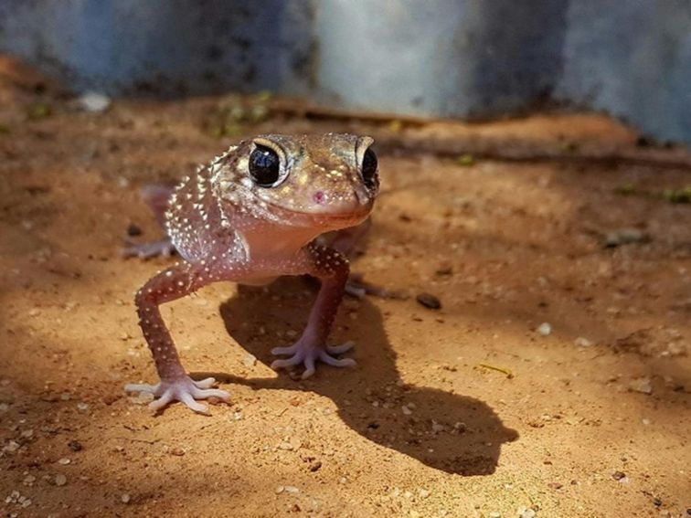 A tiny frog pauses in the shade at Kalyarr National Park. Photo: Samantha Ellis &copy; DPIE