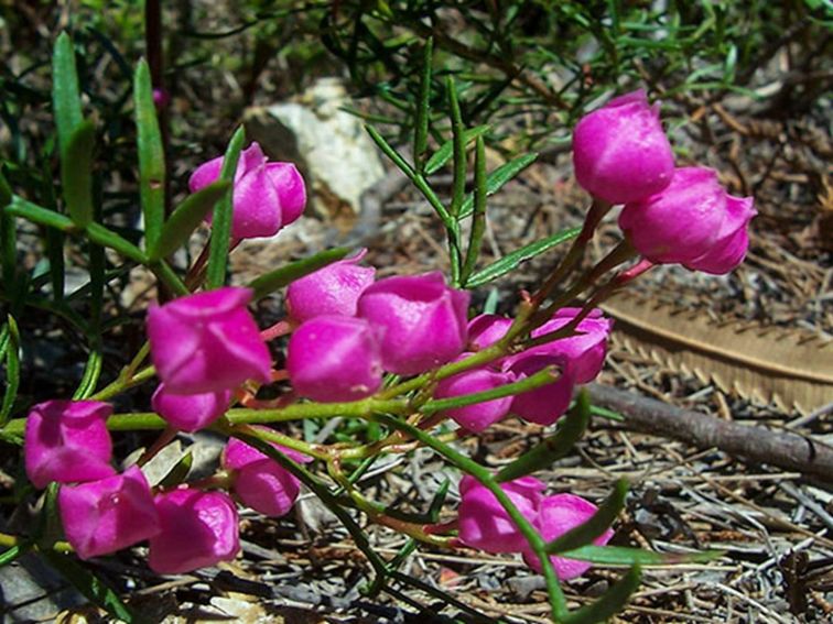 Kattang Nature Reserve: Photo: NSW Government