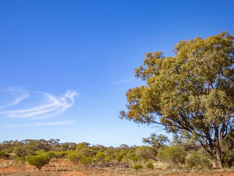 Eucalyptus in Koonaburra National Park. Photo: Joshua Smith &copy; DPE