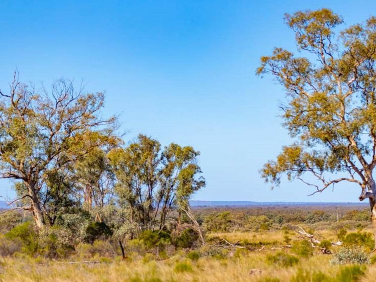 Cypress in Koonaburra National Park. Photo: Joshua Smith &copy; DPE