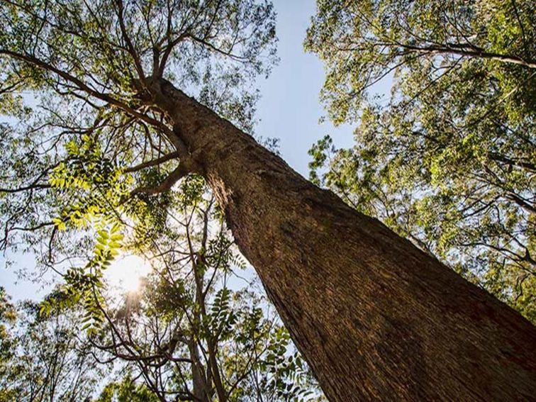 Lagoon Pinch picnic area, Barrington Tops National Park. Photo: John Spencer/NSW Government