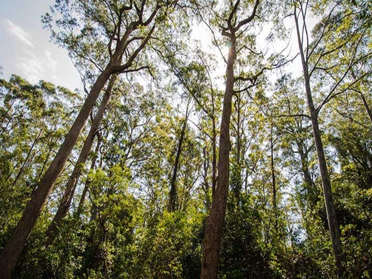 Lagoon Pinch picnic area, Barrington Tops National Park. Photo: John Spencer/NSW Government