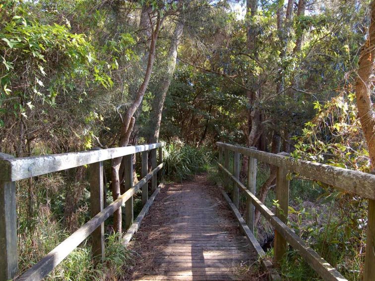 Awaba Foreshore walk, Lake Macquarie State Conservation Area. Photo: Susan Davis/NSW Government