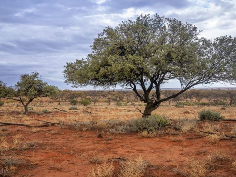 Native vegetation at Langidoon Metford State Conservation Area. Photo: John Spencer © DPE