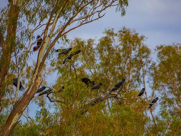 Red-tailed black cockatoos perch in a tree at Many Big Rocks picnic area, Toorale National Park.