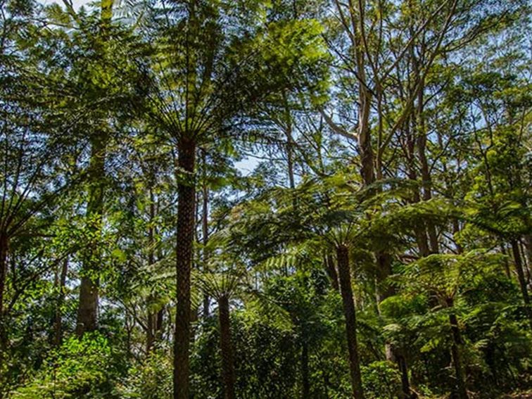 Middle Brother National Park. Photo: John Spencer/NSW Government