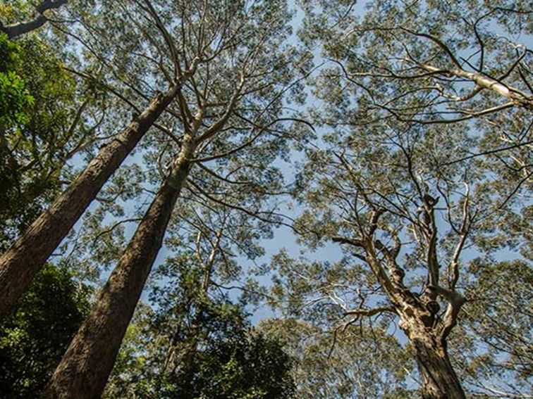 Middle Brother National Park. Photo: John Spencer/NSW Government