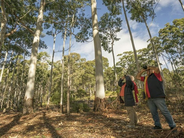 2 people bird watching in Mimosa Rocks National Park. Photo: John Spencer/OEH