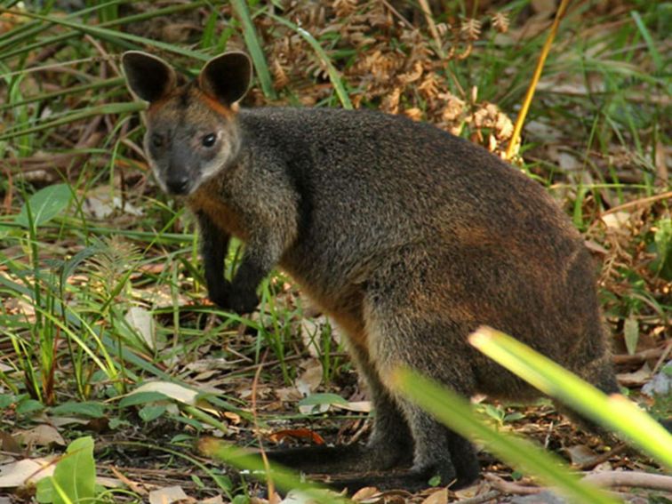 Pademelon. Photo: John Yurasek &copy; DPIE