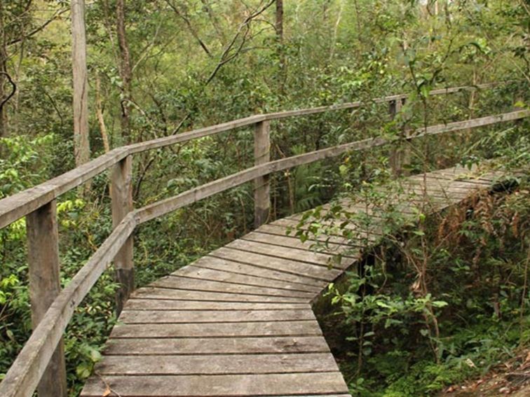 Boardwalk along Mitchell Park walking track. Photo: John Yurasek/OEH