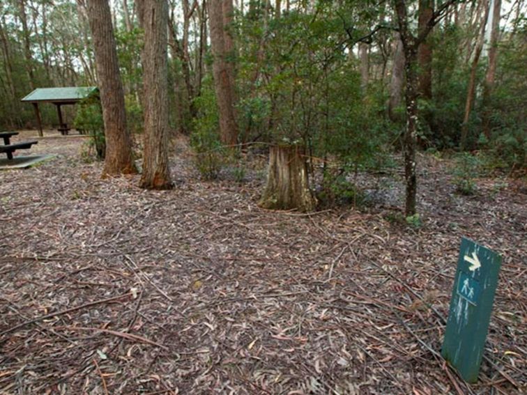 Mongalowe River picnic area access, Monga National Park. Photo: Lucas Boyd &copy; DPIE