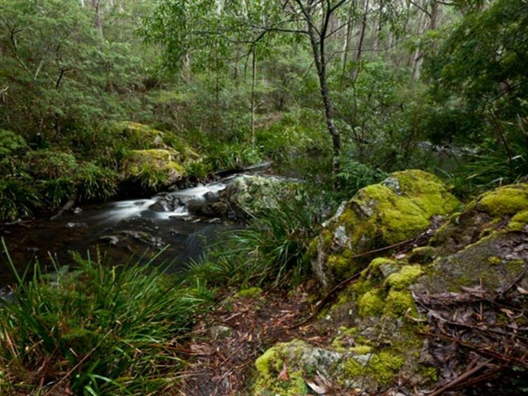 Mongarlowe River picnic area river walk, Monga National Park. Photo: Lucas Boyd &copy; DPIE