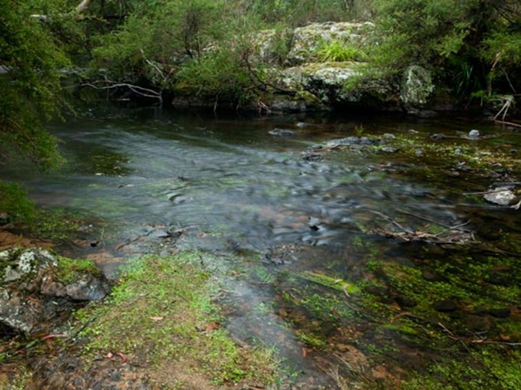 Mongarlowe River picnic area flow, Monga National Park. Photo: Lucas Boyd &copy; DPIE