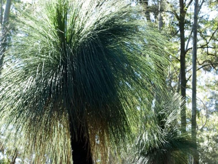 Grass trees at Gap Creek, Monkey Face lookout area in Watagans National Park. Photo: Botanic Gardens