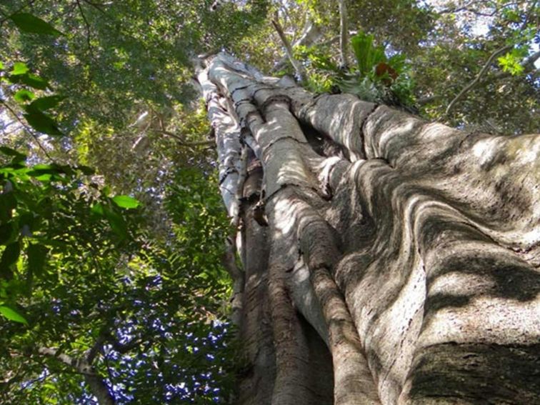 Moore Park Nature Reserve. Photo: Stephen King/NSW Government