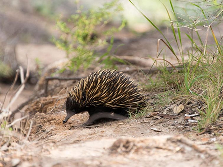 Tomaree National Park | NSW Government