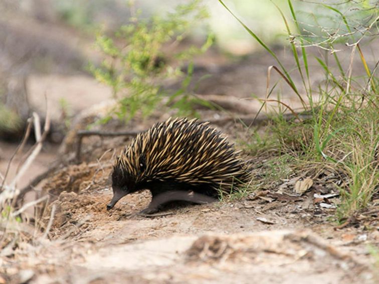 Morna Point walk, Tomaree National Park. Photo: John Spencer