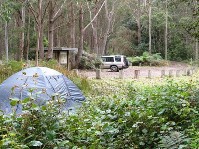 Youngville campground, Mount Royal National Park. Photo: Susan Davis/OEH