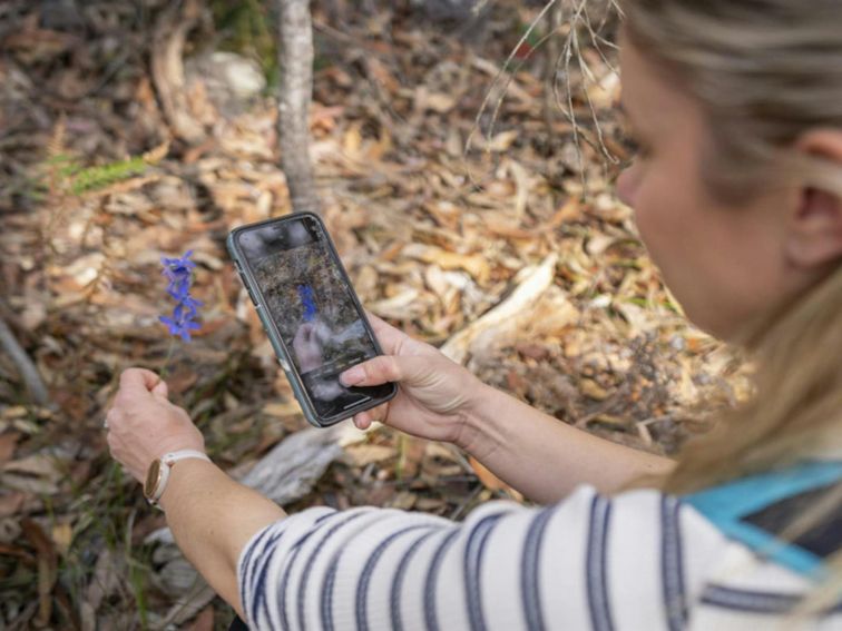 Women in striped shirt taking a photo of a wildflower, Muogamarra Nature Reserve. Photo: John