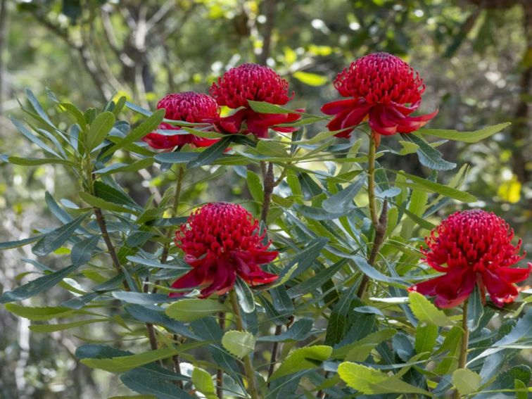 Telopea speciosissima (Waratah), Muogamarra Nature Reserve. Photo: John Spencer &copy; DCCEEWW