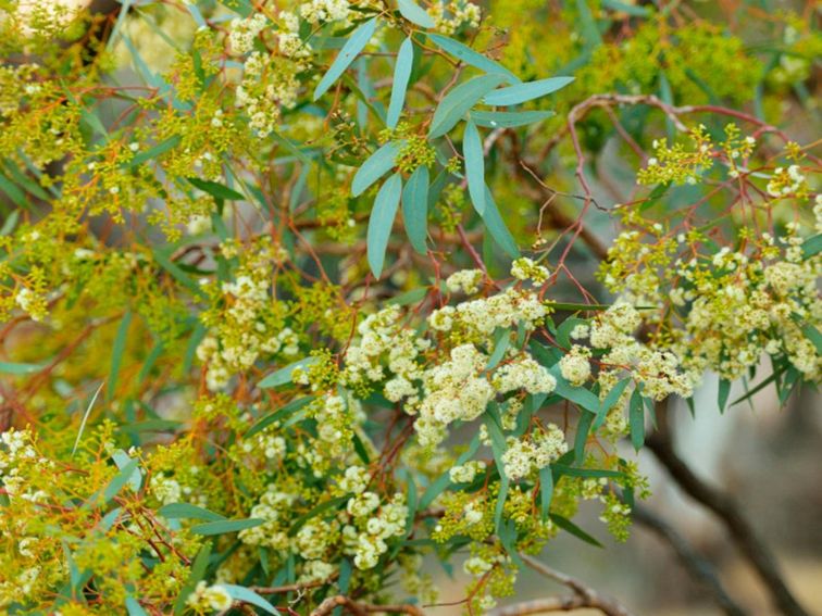 Wattle flowering in Murrumbidgee Valley Regional Park. Credit: Gavin Hansford &copy; DPE