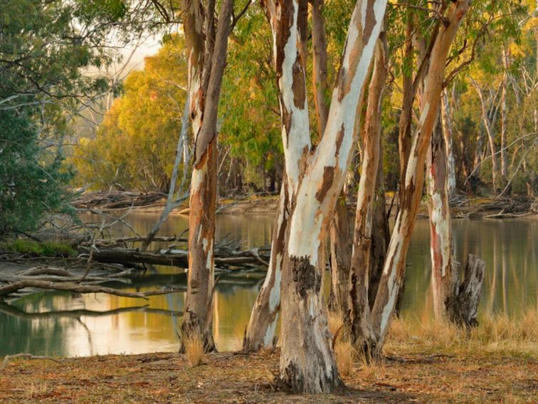 River red gum trees in Murrumbidgee Valley Regional Park. Credit: Gavin Hansford &copy; DPE