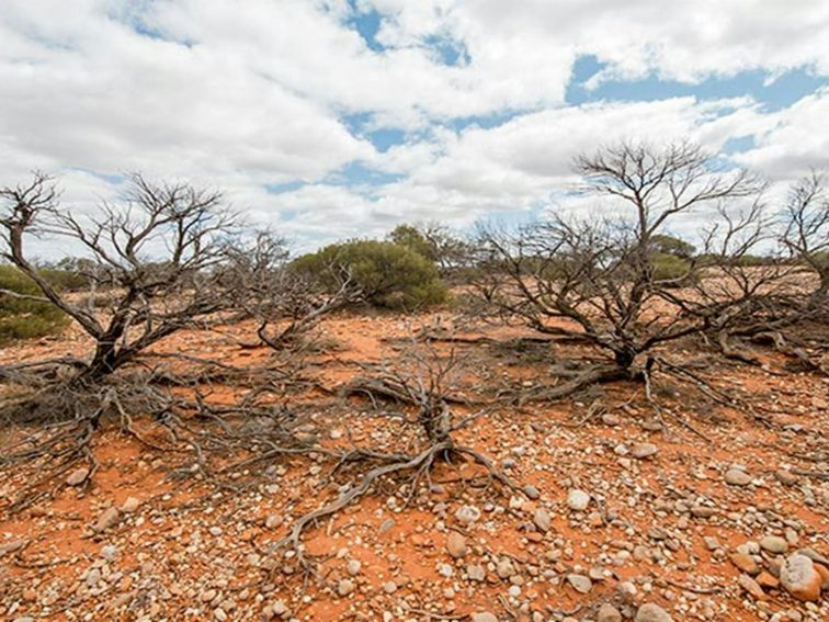 Bynguano Range walk, Mutawintji National Park. Photo: John Spencer