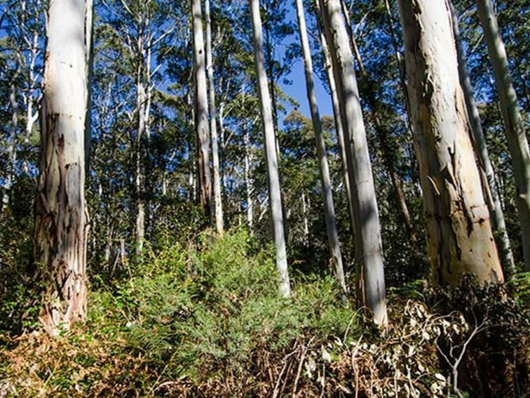 Starlight's trail, Nattai National Park. Photo: John Spencer &copy; DPIE