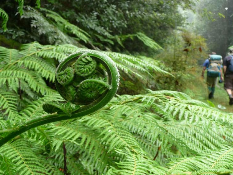 New England Wilderness walk, New England National Park. Photo: Barbara Webster/NSW Government