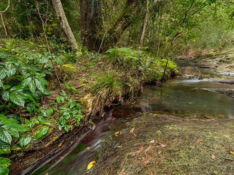 Creek, Nowendoc National Park. Photo: John Spencer &copy; DPIE