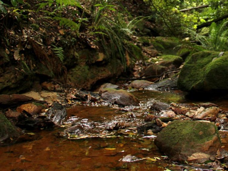 Popran creek. Photo: John Yurasek &copy; DPIE