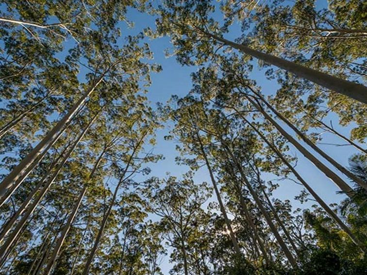 Queens Lake Nature Reserve. Photo: John Spencer &copy; DPIE