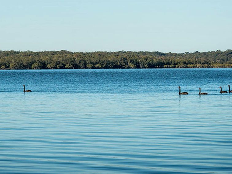 Queens Lake Nature Reserve. Photo: John Spencer &copy; DPIE