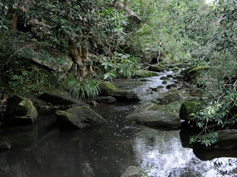 Lane Cove River, Lane Cove National Park. Photo: Kevin McGrath &copy; DPIE