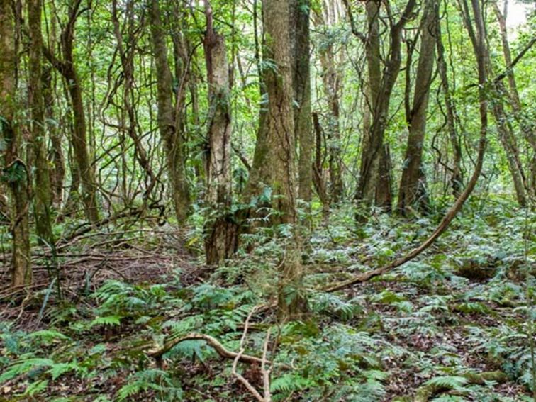 Robertson Nature Reserve. Photo: Michael van Ewijk &copy; DPIE