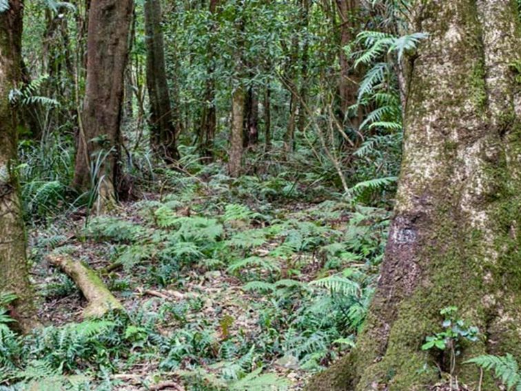 Robertson Nature Reserve. Photo: Michael van Ewijk &copy; DPIE