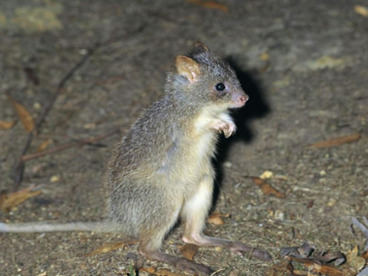 Rufous bettong. Photo: Ken Stepnell &copy; DPIE