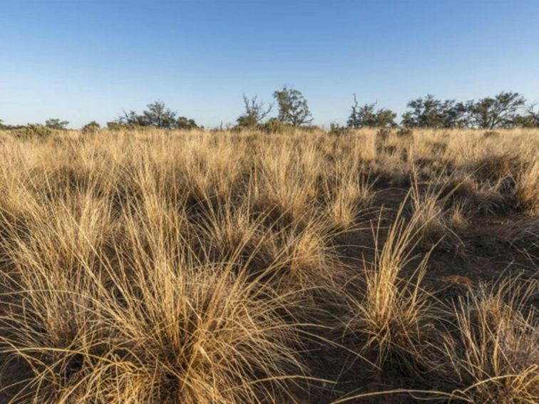 The landscape as seen from Rosewood picnic area in Mungo National Park. Photo: John Spencer &copy;