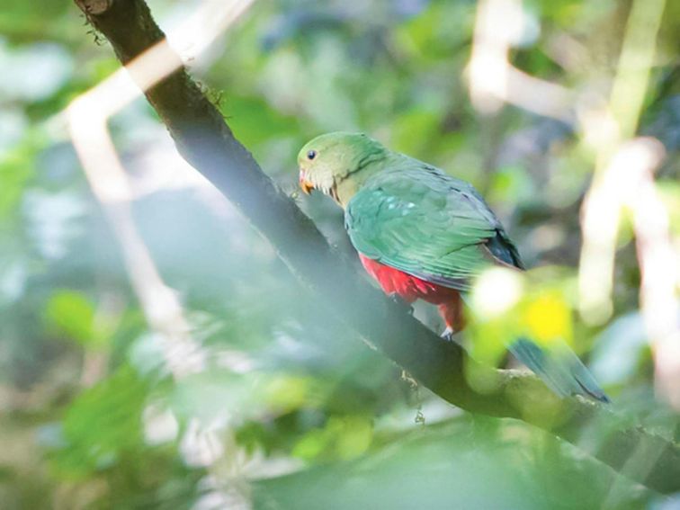 Satinbird stroll, Dorrigo National Park. Photo: Rob Cleary &copy; OEH