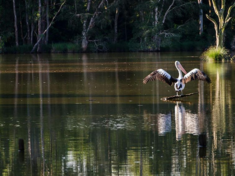 Seaham Swamp Nature Reserve. Photo: John Spencer &copy; DPIE