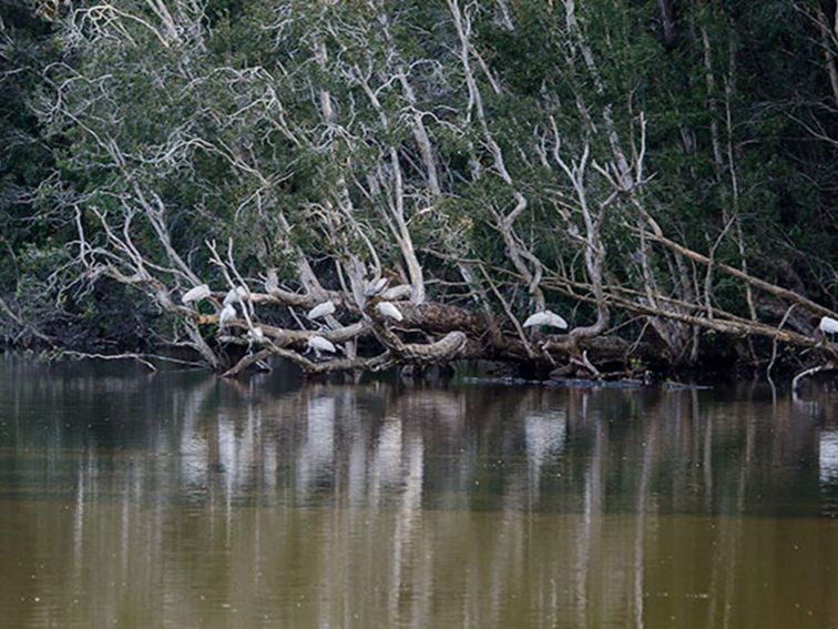 Seaham Swamp Bird Hide, Seaham Swamp Nature Reserve. Photo: John Spencer