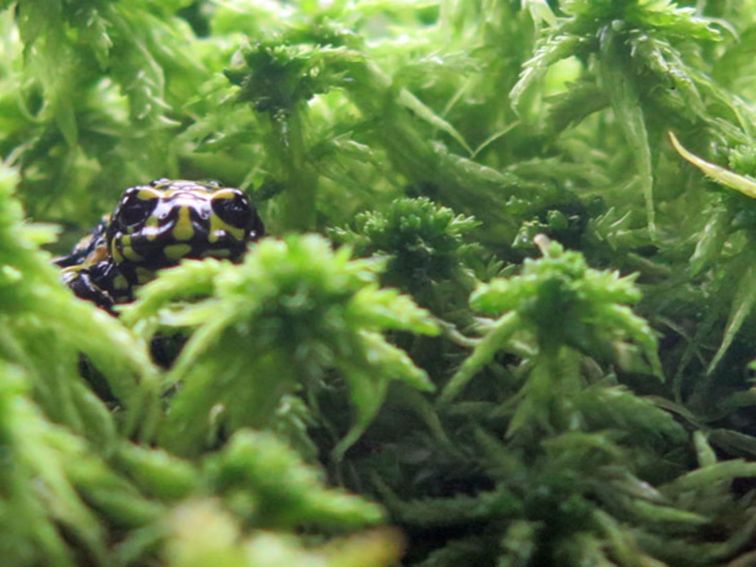 Corroboree frog display at Snowy Region Visitor Centre, Kosciuszko National Park. Photo: Elinor