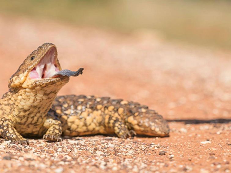 Shingleback lizard in Sturt National Park. Photo: John Spencer/DPIE