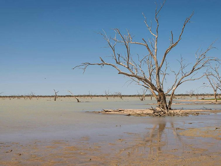 Lake Pinaroo wetland in Sturt National Park. Photo: John Spencer/DPIE