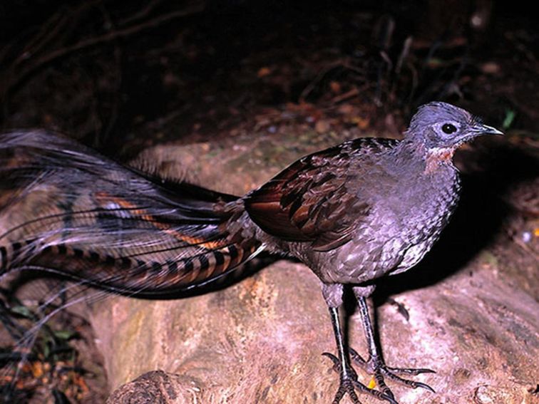 Superb lyrebird. Photo: Ken Stepnell &copy; DPIE