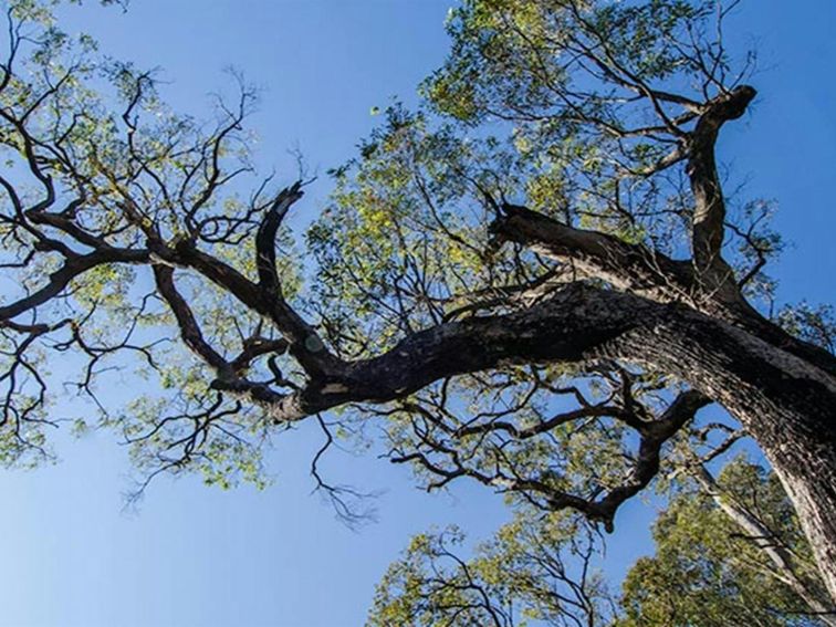 Thirlmere Lakes tree, Thirlmere Lakes National Park. Photo: John Spencer &copy; OEH