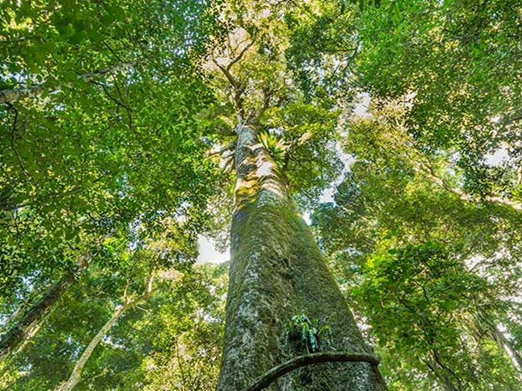 Tooloom walking track, Tooloom Nature reserve. Photo: John Spencer &copy; DPIE