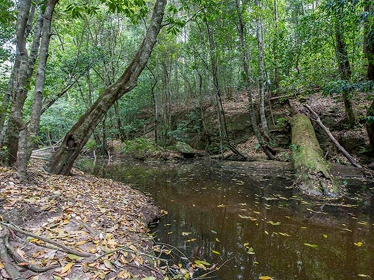 Turners walking track, Watagans National Park. Photo: John Spencer &copy; OEH